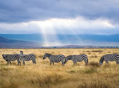 Best Month To Visit Tanzania - BestMonthForTravel.com