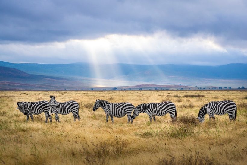 Best Month To Visit Tanzania - BestMonthForTravel.com